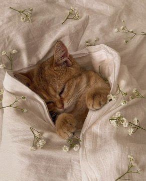 Void Of Opinion On Twitter RT Cat Auras Sleeping Kitten Https T