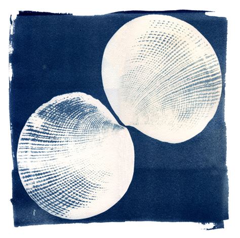 Cyanotype Shells Longstreet Collection