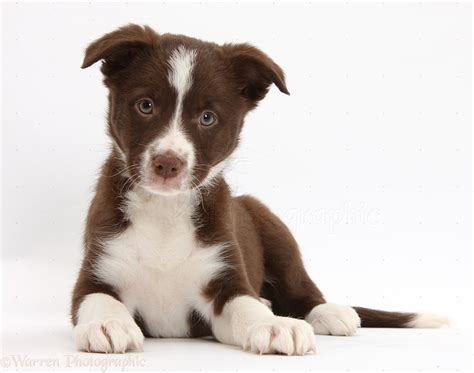 Dog Chocolate Border Collie Bitch Pup Photo Wp35157