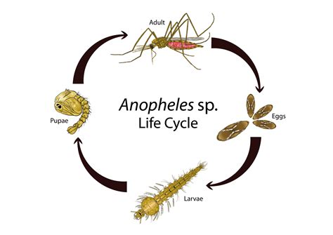 life cycle  anopheles mosquito