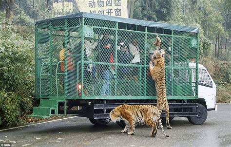 Inside Lehe Ledu Wildlife Zoo where HUMANS are locked up to hand feed ...