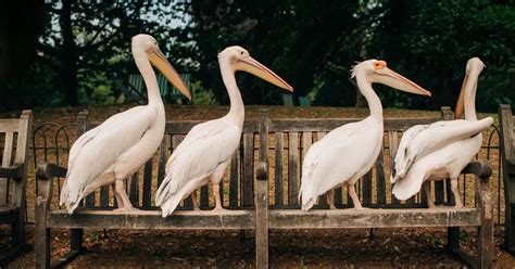 The pelicans of St. James's Park | The Royal Parks