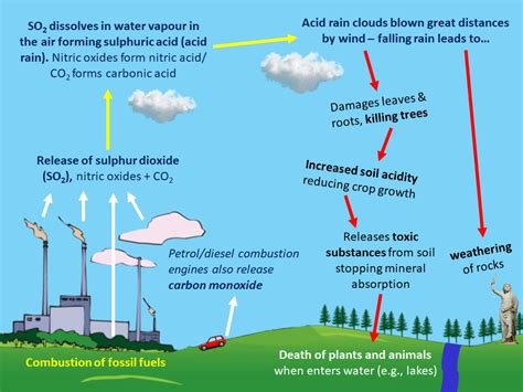 Cycles Within Ecosystems Human Influences On The Environment A