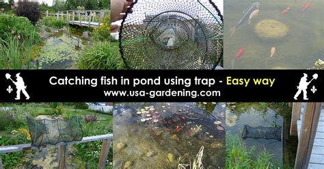 Choosing the Best Place in your Pond to Install a Fish Trap