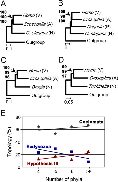 Figure 2 From Bmc Evolutionary Biology The Evolutionary Position Of