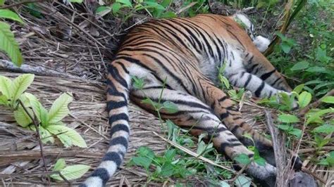 Harimau Sumatera Mati Setelah Memangsa Kambing Diduga Keracunan