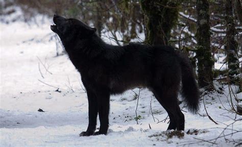 Lobo Negro Caracter Sticas H Bitat Que Come Reproducci N Tipos De