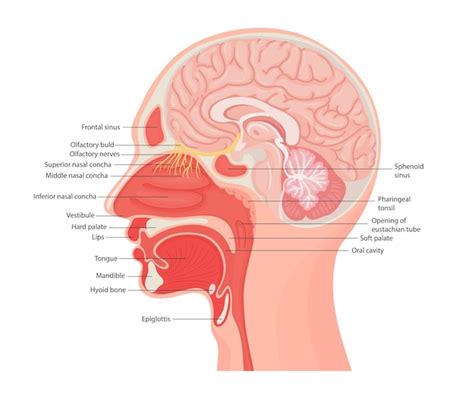 Ilustra O Da Anatomia Da Laringe Humana E Da Faringe Interna De Perto