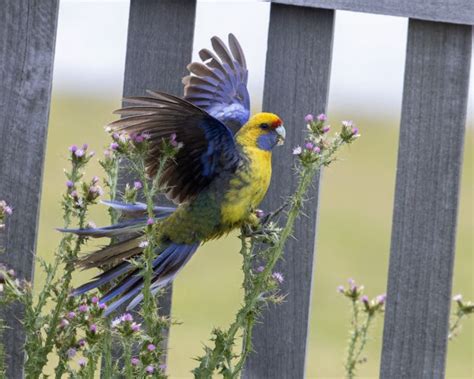 Green Rosella - BirdForum Opus | BirdForum