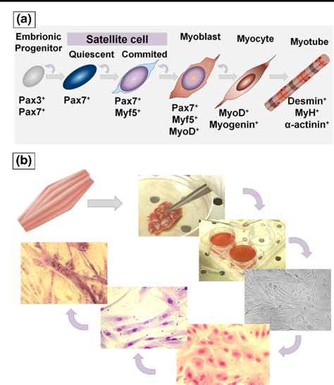 PDF Stem Cell Differentiation Toward The Myogenic Lineage For Muscle