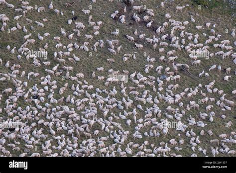 Aerial View Herd Sheep Hi Res Stock Photography And Images Alamy