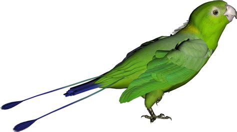 Parrot Clipart Desktop Green Bird Transparent Background Png