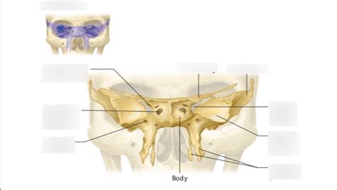 Sphenoid Anterior View Diagram Quizlet