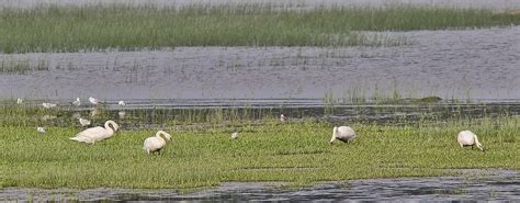 Cygne Tubercul Mute Swan A Visite De C Flickr