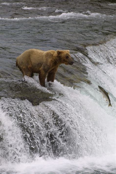 Grizzly bears on waterfall stock image. Image of arctos - 6748123