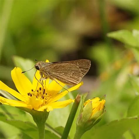 Pelopidas Mathias Animaliabio의 사실 다이어트 서식지 및 사진