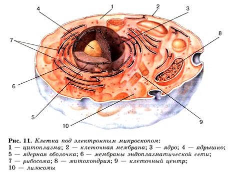Клеточное строение организма — Гипермаркет знаний