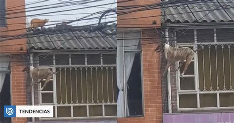 A Metros Perrito Se Vuelve Viral Al Quedar Atrapado En Cables Tras