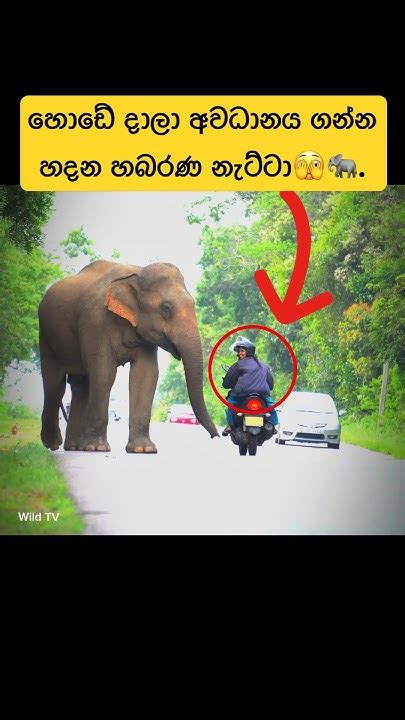 සැලුට් ගහන හබරණ වල් අලි🫣🐘shorts Shortvideo Elephant Wildlife