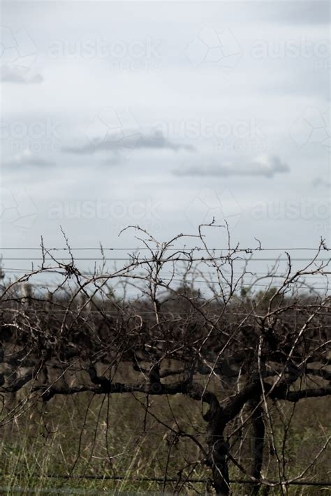 Image Of Unpruned Vine In Overgrown Vineyard Austockphoto