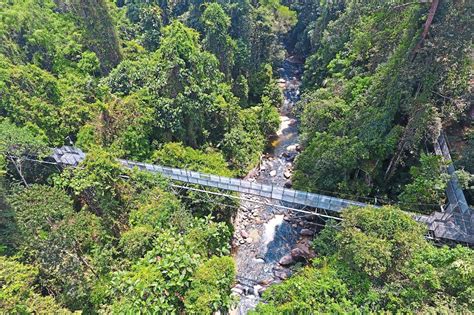 Tree Top Walk Sedim Photos At Tree Top Walk Sg Sedim Simpang 4 Kedah