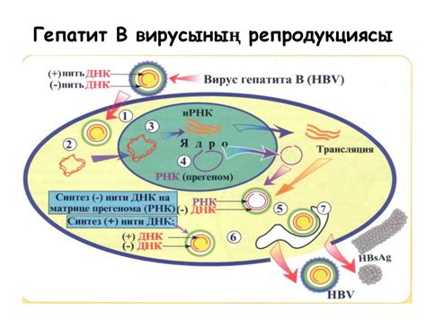 Вирустық гепатит қоздырғыштары - презентация онлайн
