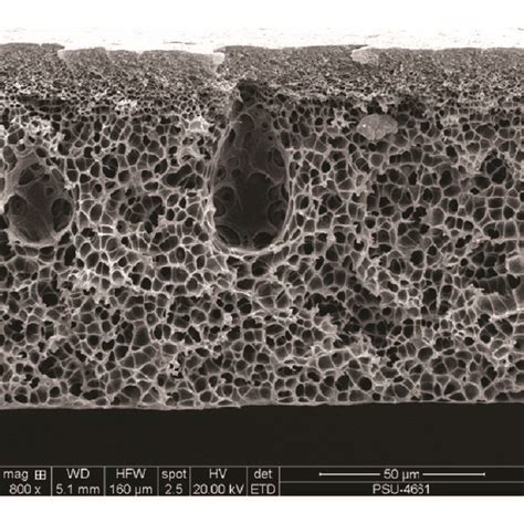 Sem Micrographs Cross Sectional Structure Of Pure Psf A Psfpeg