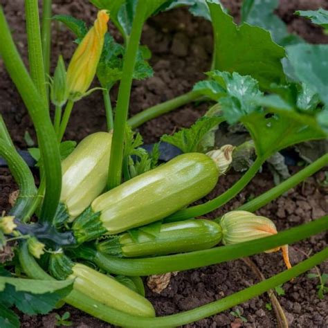 Zucchini Plant In Pot