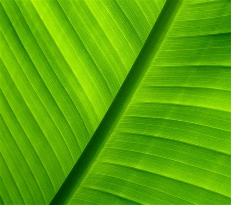 Обои листики (В статье много фото) - treepics.ru