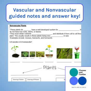 Vascular Plant Worksheet