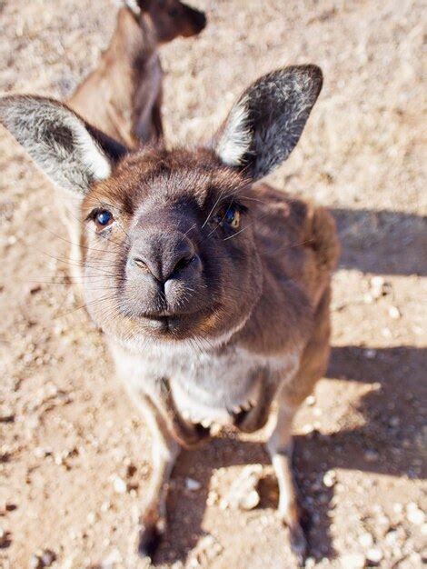 Premium Photo Close Up Portrait Of Kangaroo