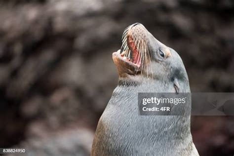 1,287 Funny Seals Stock Photos, High-Res Pictures, and Images - Getty ...