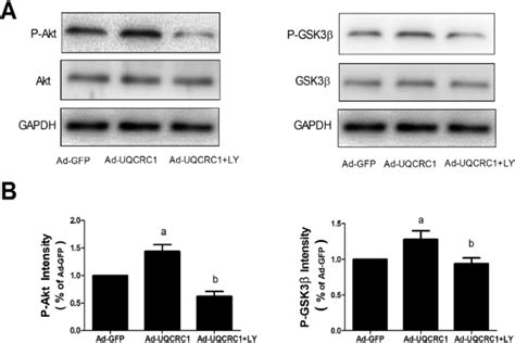 Phosphorylation Detection Of Gsk 3b（ （ser9） ）and Akt （ （ser 473） ）in