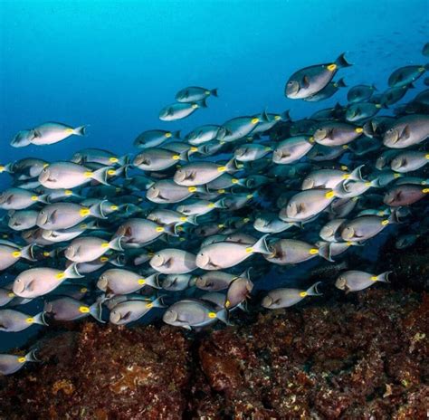 Plongée au Cap Vert Guide Ultime pour des Aventures Sous Marines