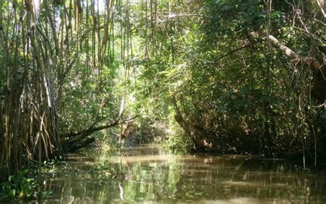 Pantanos De Centla Descubre La Ruta Del Agua En Tabasco El Sol De Tulancingo Noticias