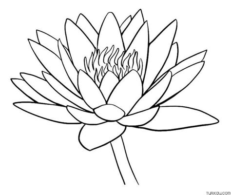 Lily Pad Drawing Coloring Page Turkau