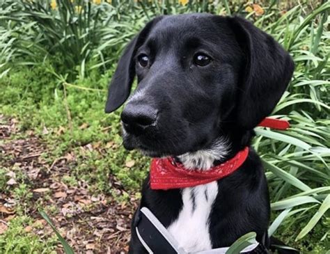 35 Greatest Golden Retriever Mixes You Need To See