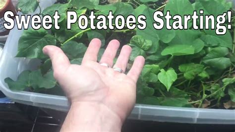 Growing Sweet Potatoes Indoors 4 Youtube