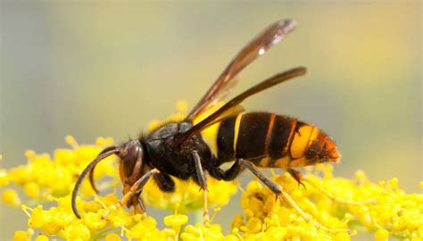 Vespa Velutina Come Riconoscerla E Cosa Fare In Caso Di Puntura