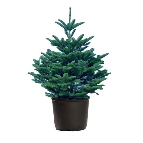 Pot Grown Nordmann Fir Christmas Tree — Pot Grown Christmas Trees