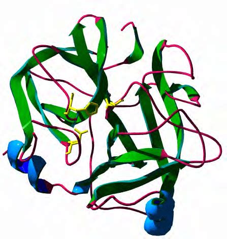 3. The structure of the mouse kallikrein 8. | Download Scientific Diagram