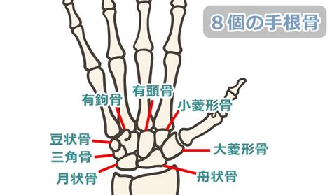 手根骨の配列！接する骨と接しない骨の覚え方 びーせらぴすと