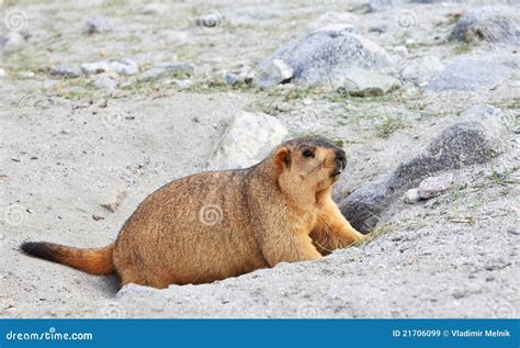 Himalayan Marmot Royalty Free Stock Images - Image: 21706099