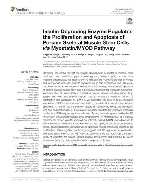 Pdf Insulin Degrading Enzyme Regulates The Proliferation And