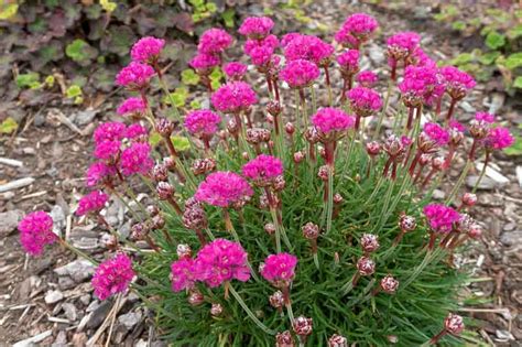 Armeria Maritima Splendens Sea Thrift