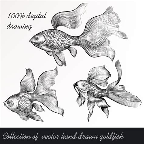 Goldfish Vintage Sketch Royalty Free Vector Image