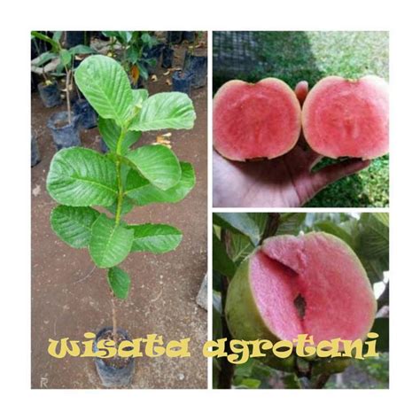 Jual Bibit Jambu Sukun Merah Super Non Biji Wisata Agrotani Shopee