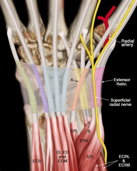 Wrist Extensor Compartment Anatomy