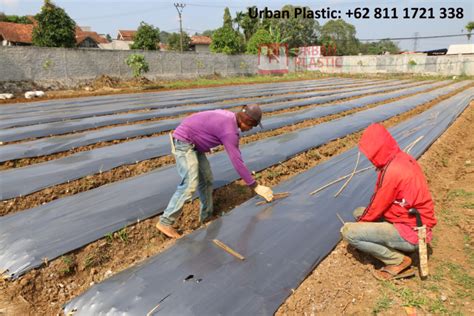 Jual Plastik Mulsa Merk Urban Plastic Cara Memasangnya