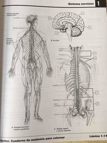 Netter Cuaderno De Anatom A Para Colorear A Revisada Env O Gratis